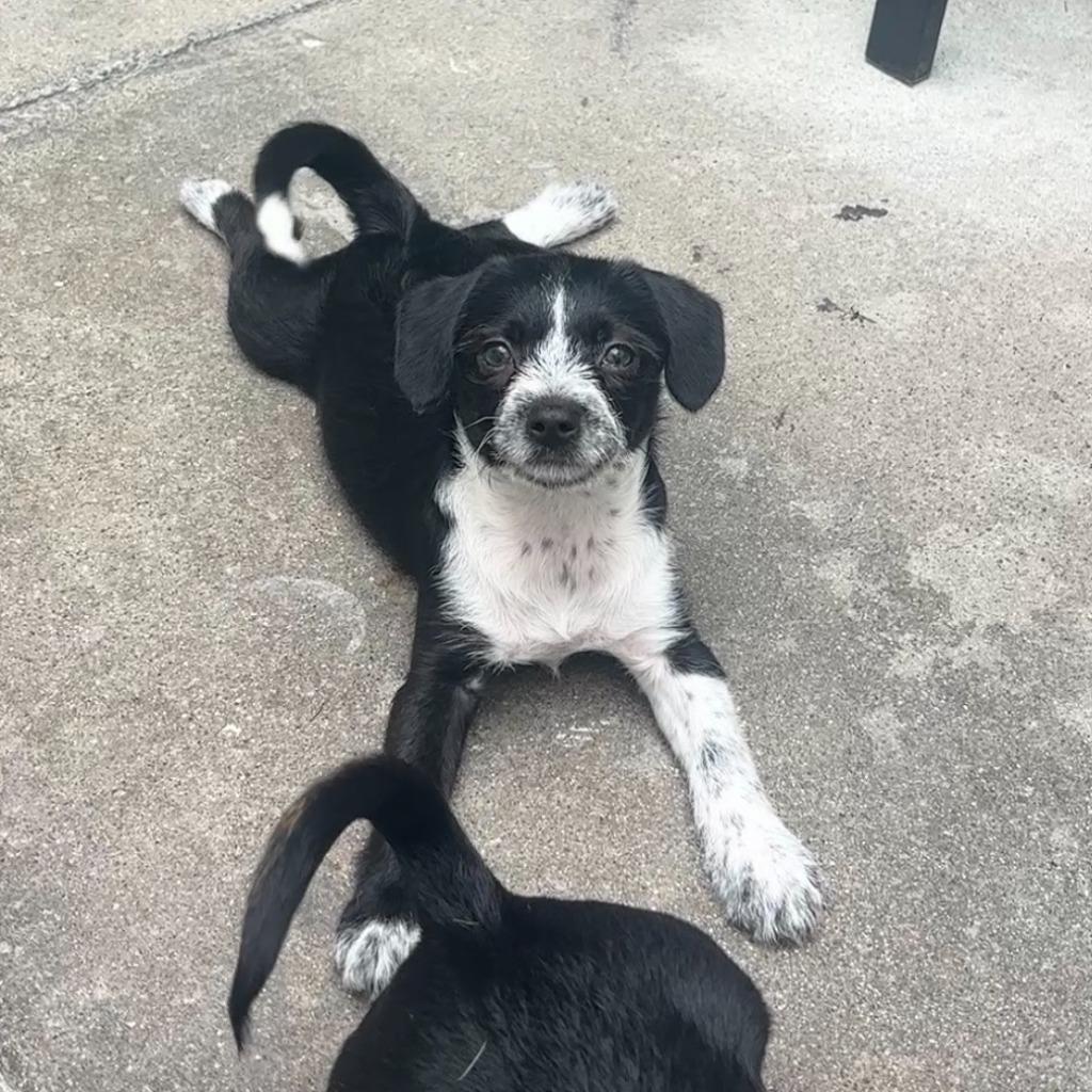 Enlarge Oreo, a Adoptable mixed breed in Los Angeles, CA image 5/5