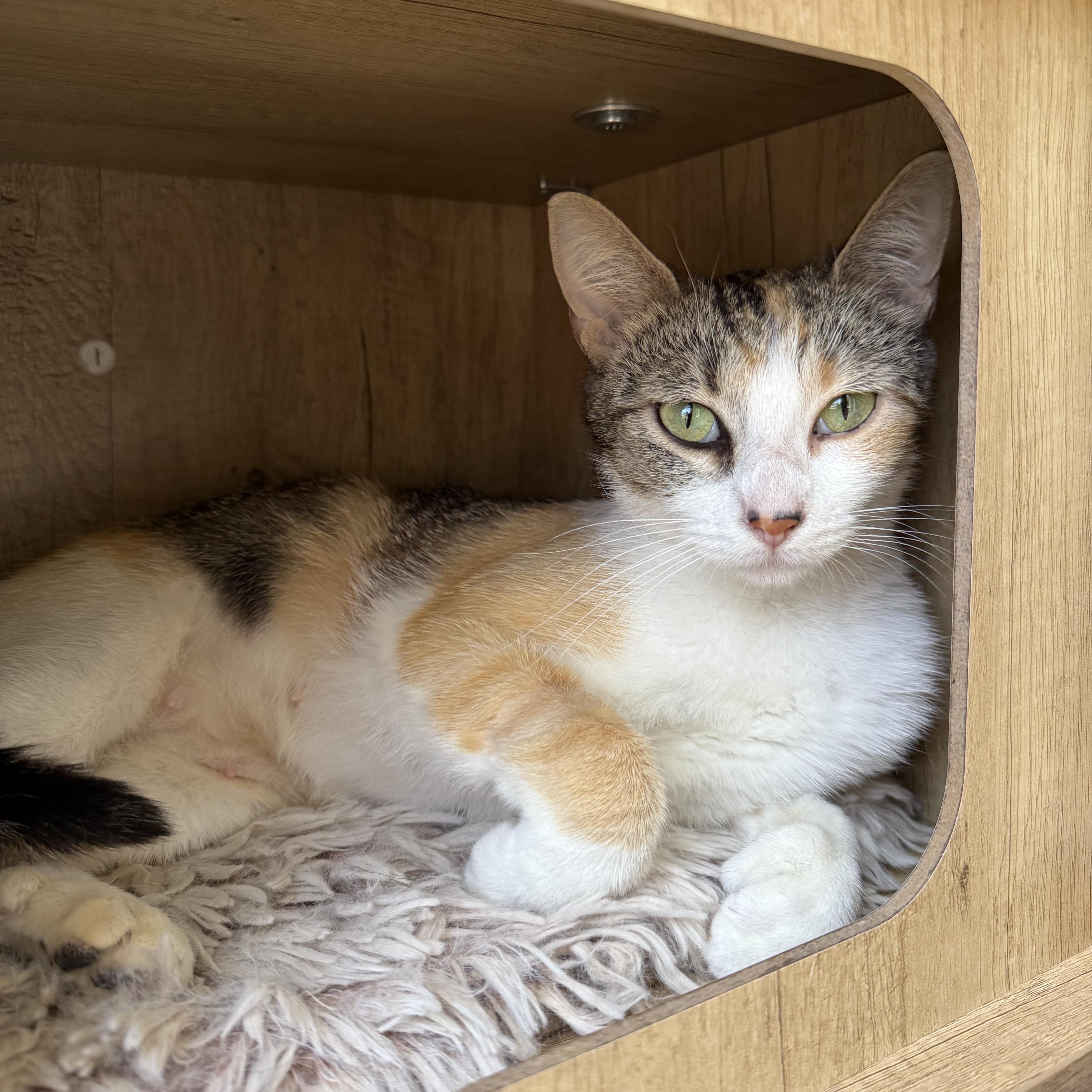 Cilantro, a ADOPTABLE Domestic Short Hair in Santa Monica, CA image 3/5