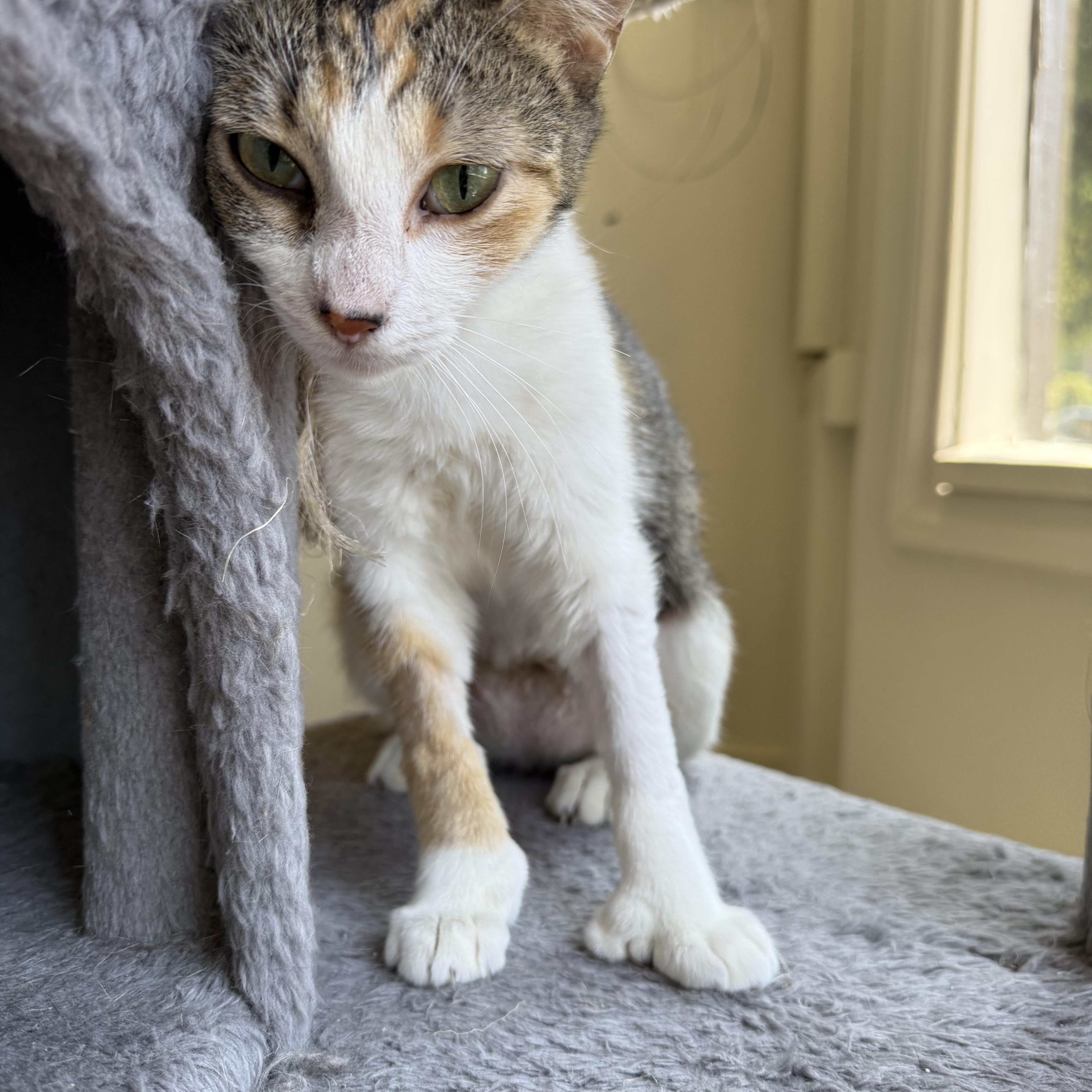 Cilantro, a ADOPTABLE Domestic Short Hair in Santa Monica, CA image 4/5