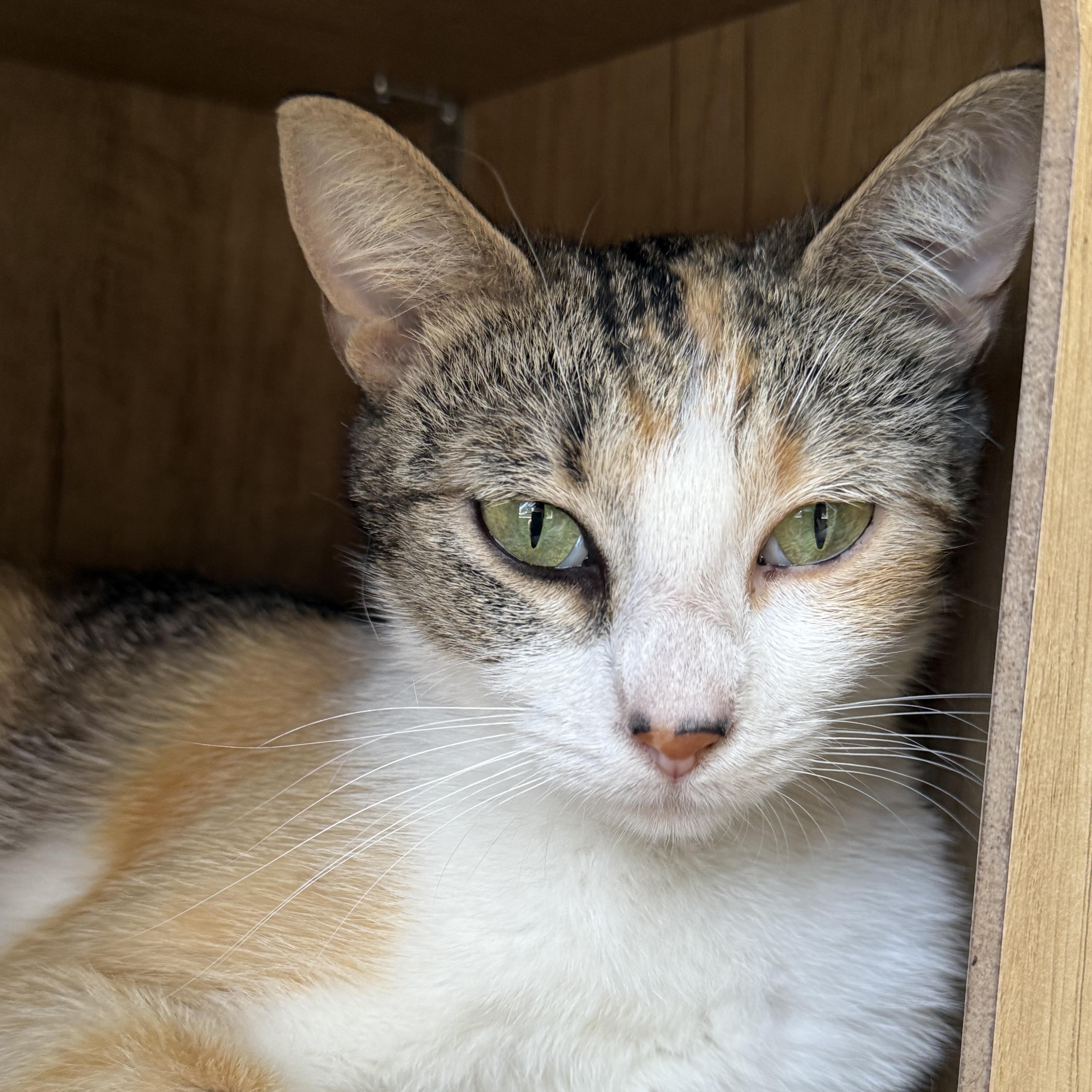 Cilantro, a ADOPTABLE Domestic Short Hair in Santa Monica, CA image 1/5