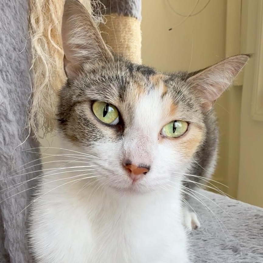 Cilantro, a ADOPTABLE Domestic Short Hair in Santa Monica, CA image 2/5