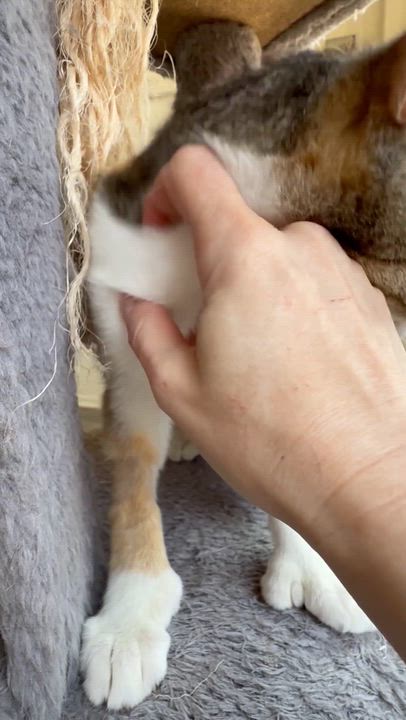 Enlarge Cilantro, a ADOPTABLE Domestic Short Hair in Santa Monica, CA video 5/5