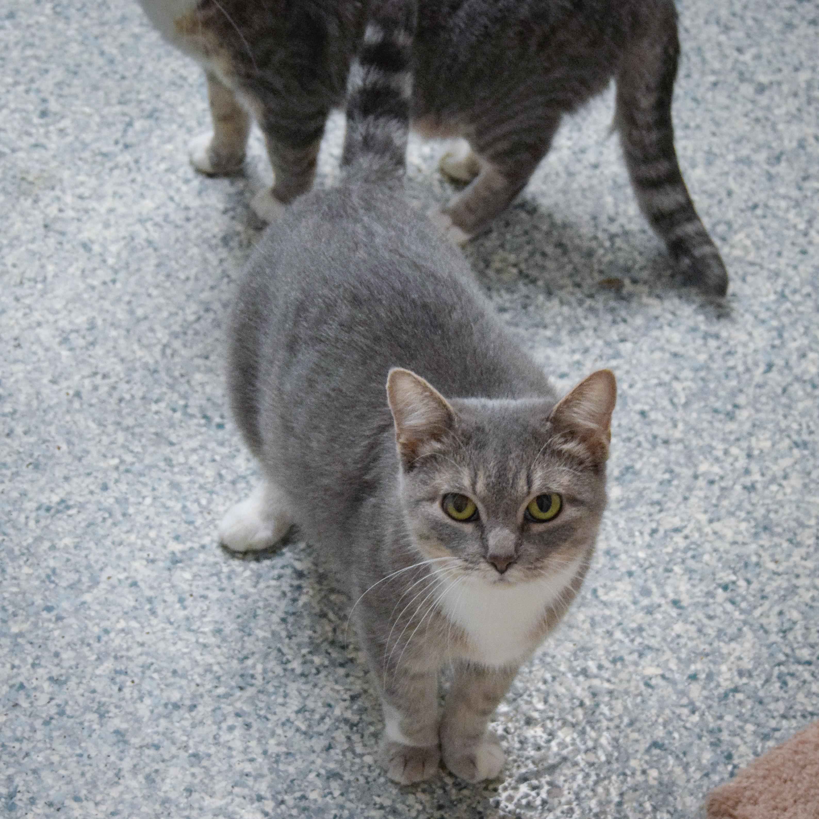 Enlarge Winifred, a Adoptable mixed breed in Huntley, IL image 3/5
