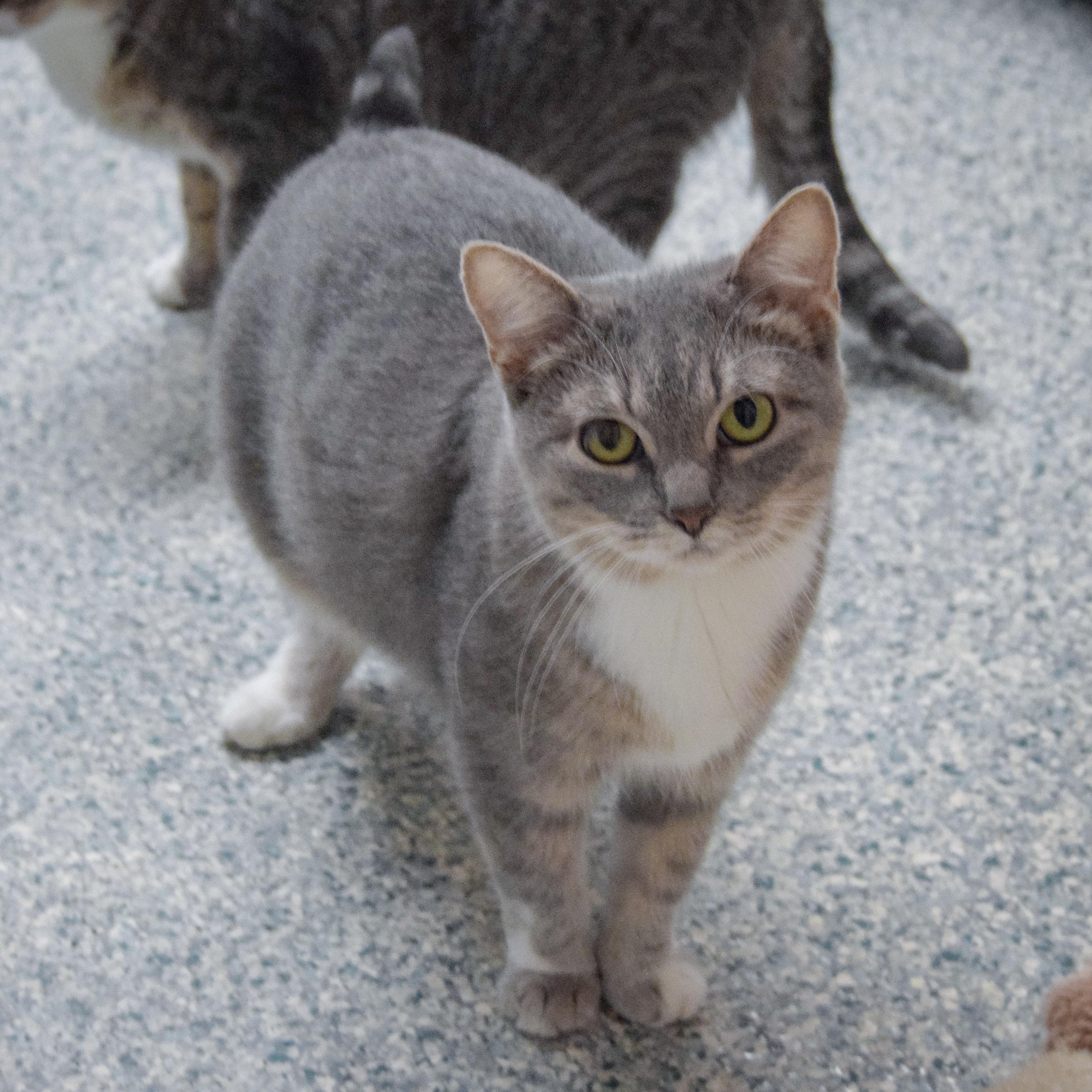 Enlarge Winifred, a Adoptable mixed breed in Huntley, IL image 2/5