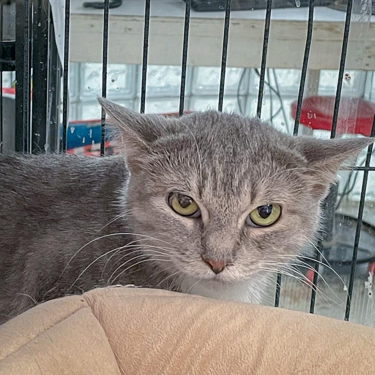 Enlarge Winifred, a Adoptable mixed breed in Huntley, IL image 4/5