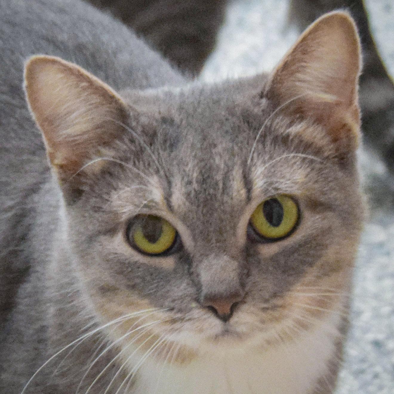 Enlarge Winifred, a Adoptable mixed breed in Huntley, IL image 1/5