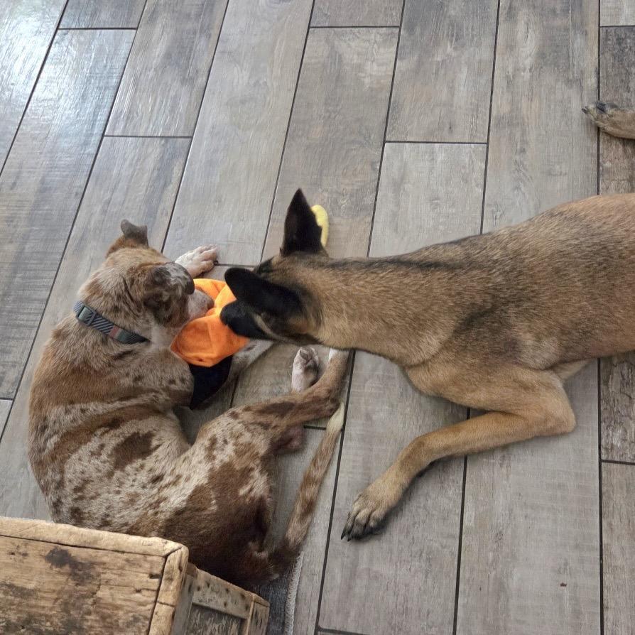 Enlarge Ozric, a Adoptable Mixed Breed in Savannah, GA image 2/6