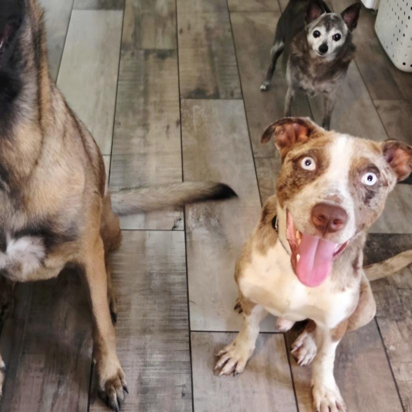 Enlarge Ozric, a Adoptable Mixed Breed in Savannah, GA image 4/6