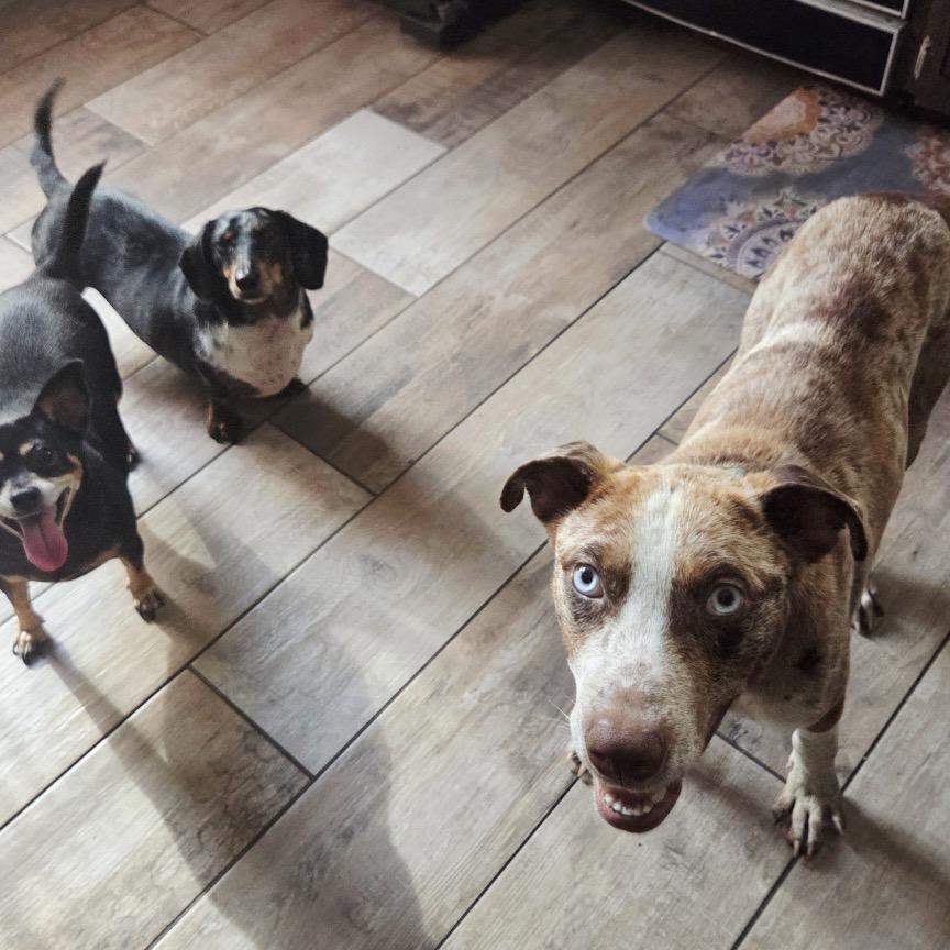 Enlarge Ozric, a Adoptable Mixed Breed in Savannah, GA image 6/6