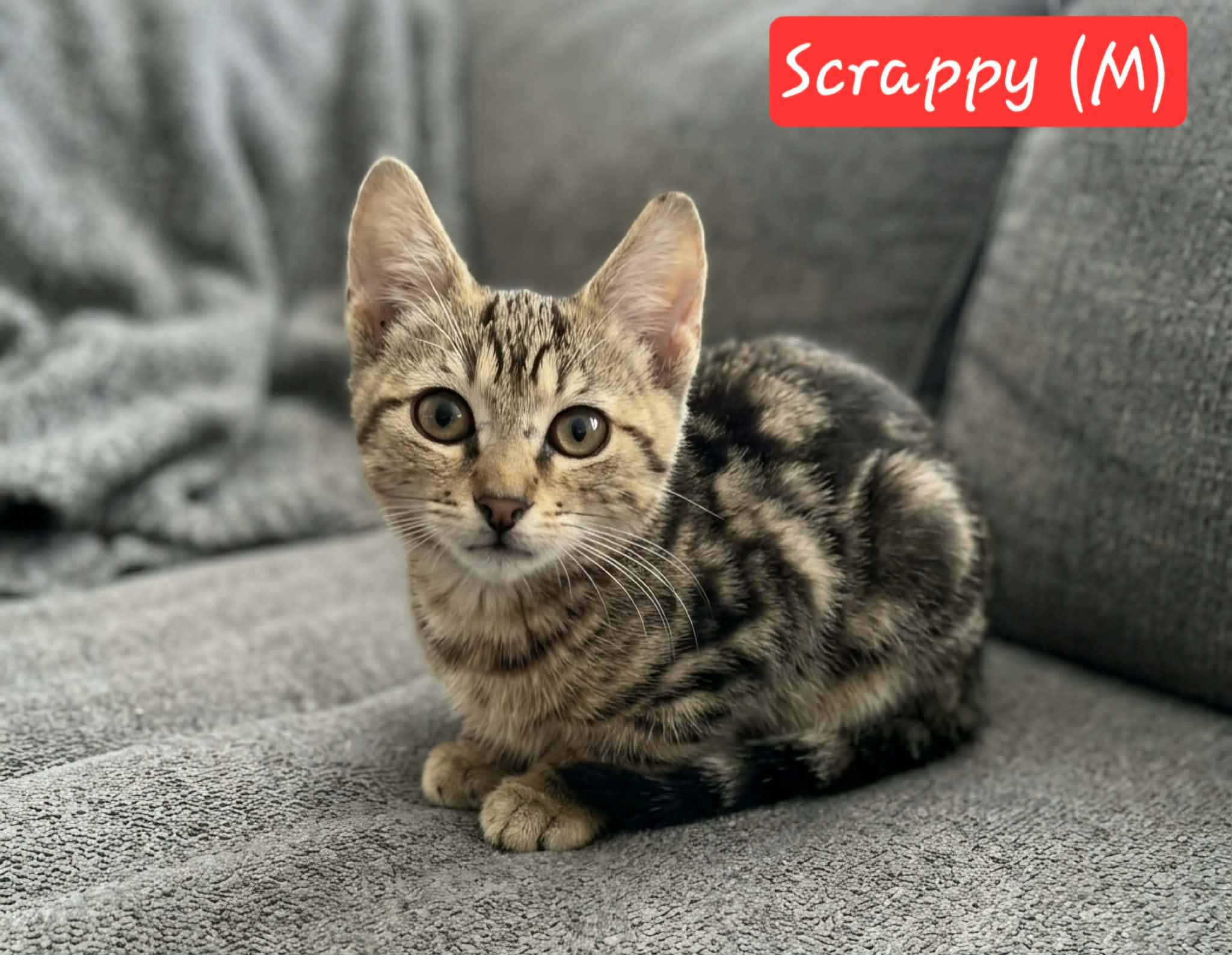 Scrappy, ADOPTABLE, Kitten Male Domestic Short Hair.