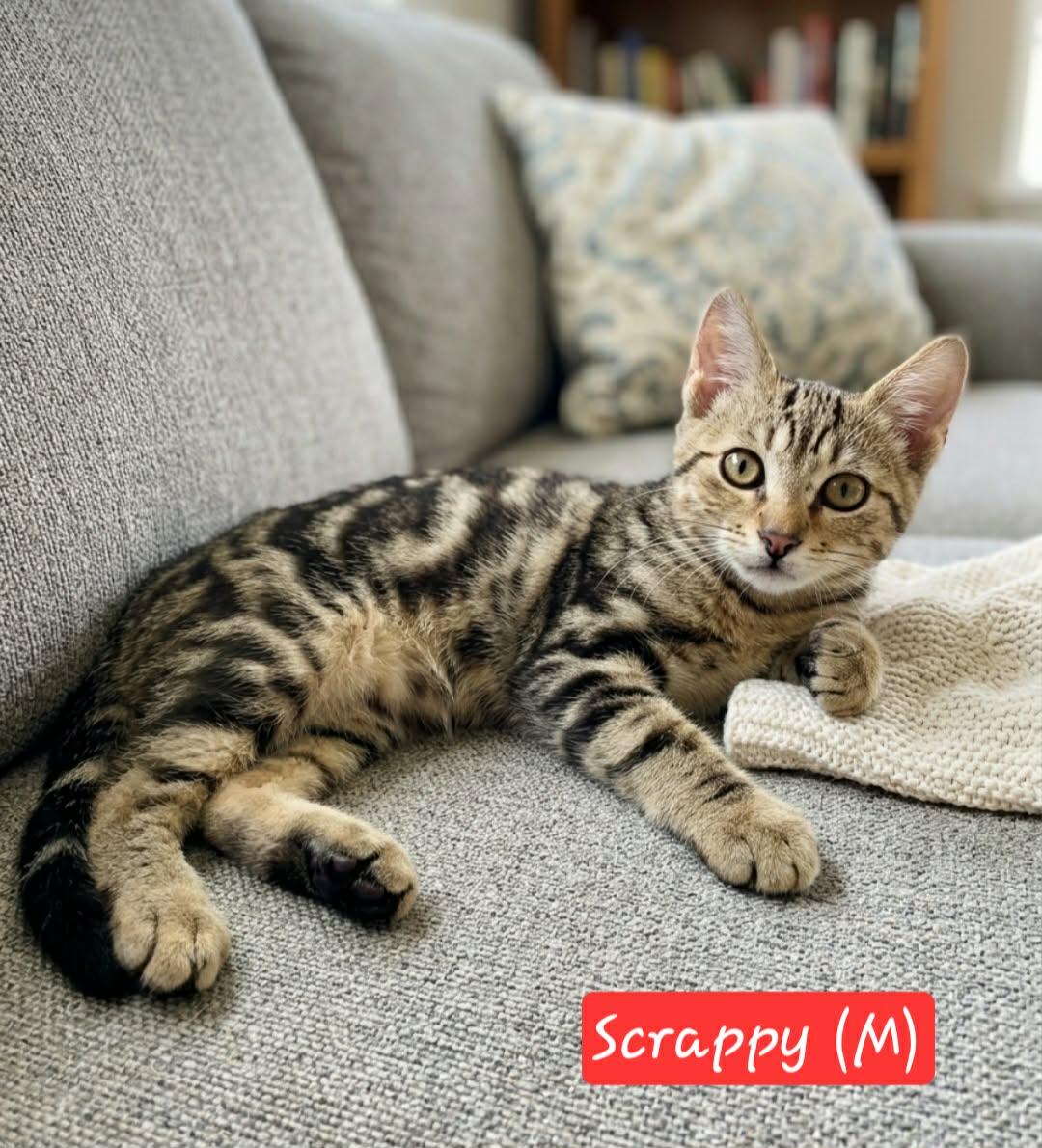 Scrappy, a ADOPTABLE Domestic Short Hair in Bonney Lake, WA image 2/2