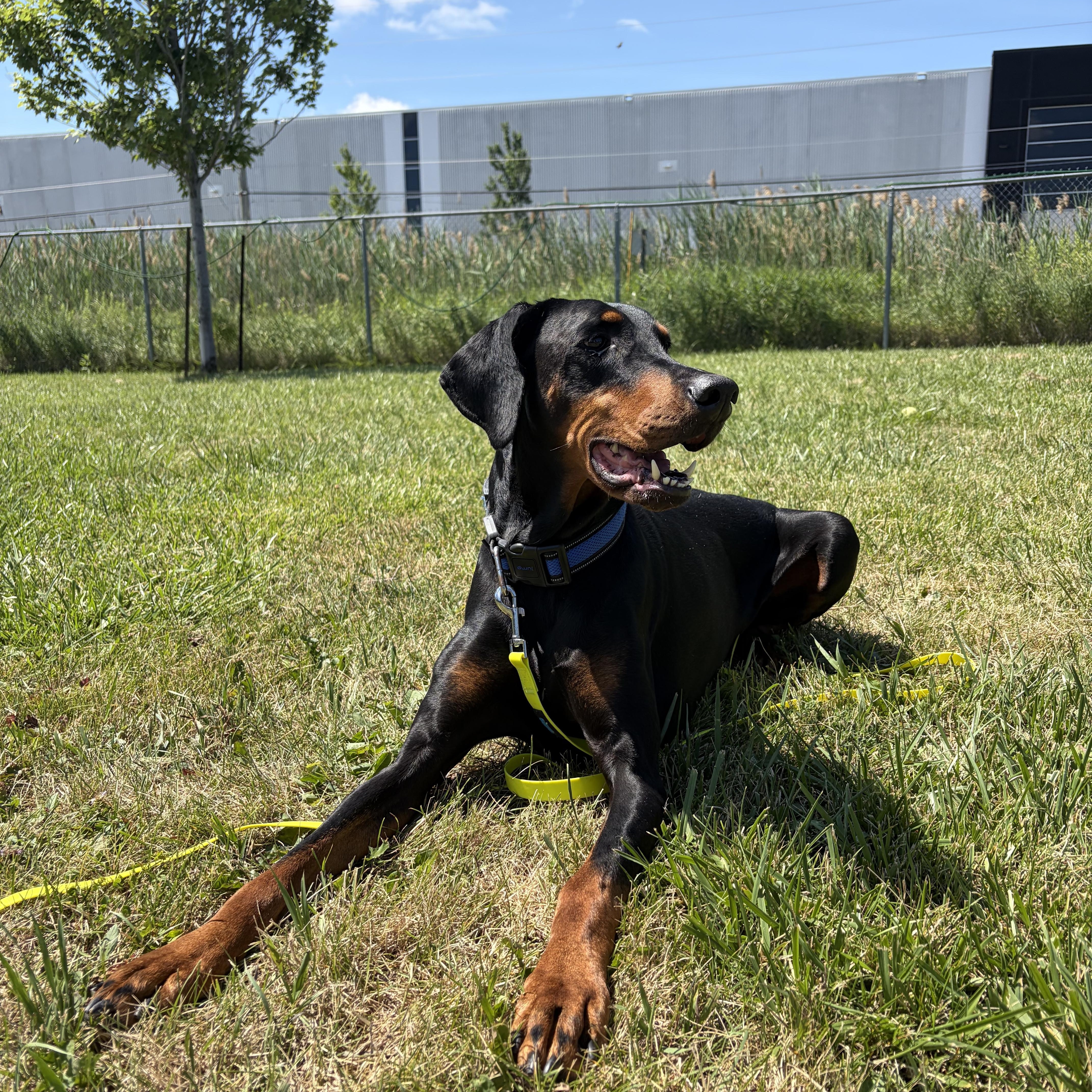 Luna, an adoptable Doberman Pinscher in Caledon, ON image 1/6