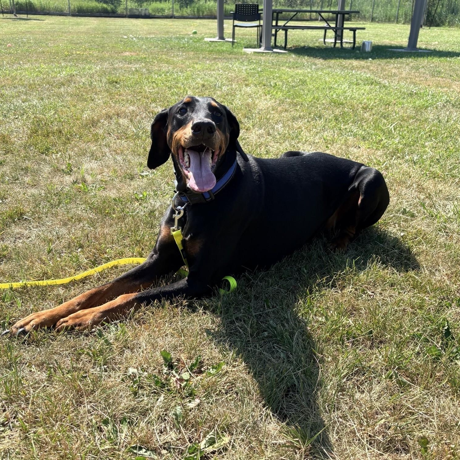 Luna, an adoptable Doberman Pinscher in Caledon, ON image 2/6