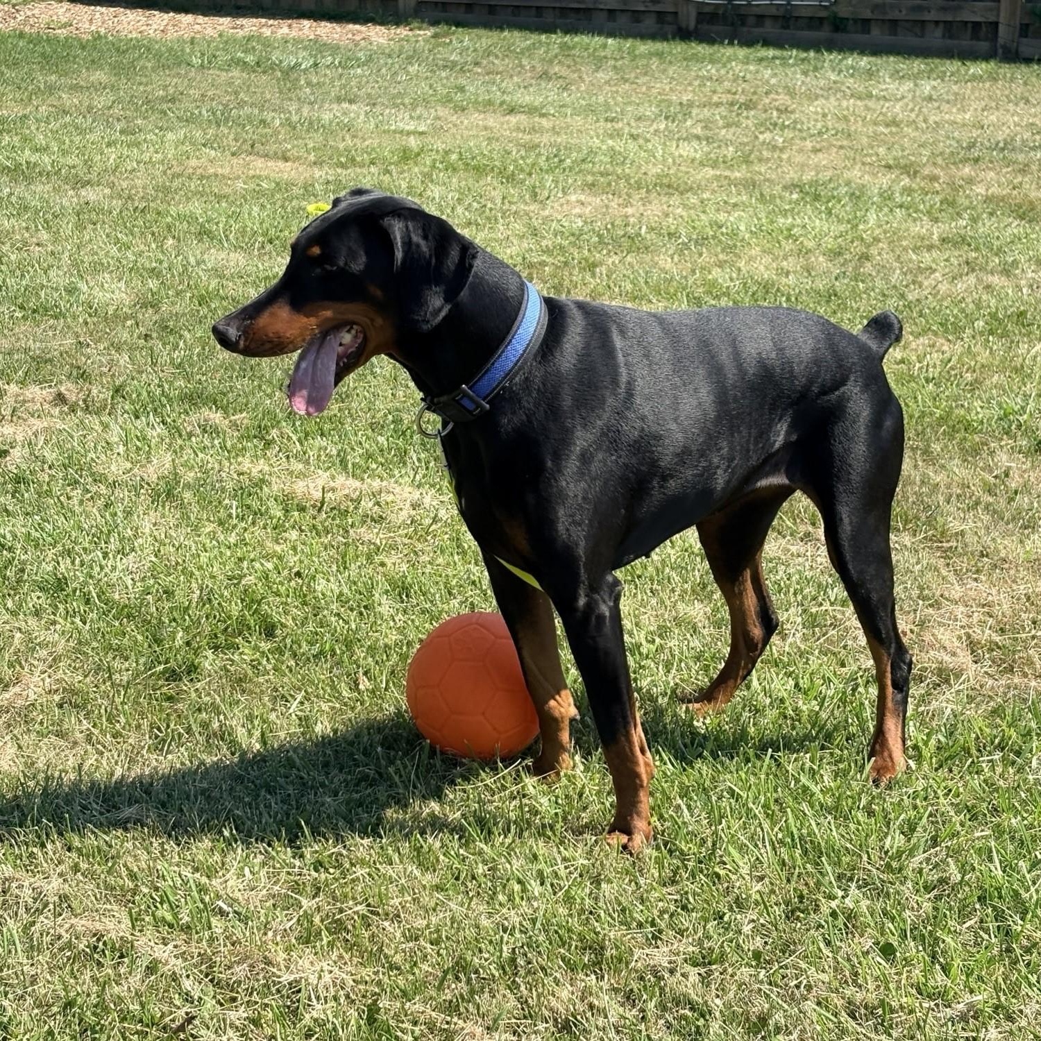 Luna, an adoptable Doberman Pinscher in Caledon, ON image 5/6