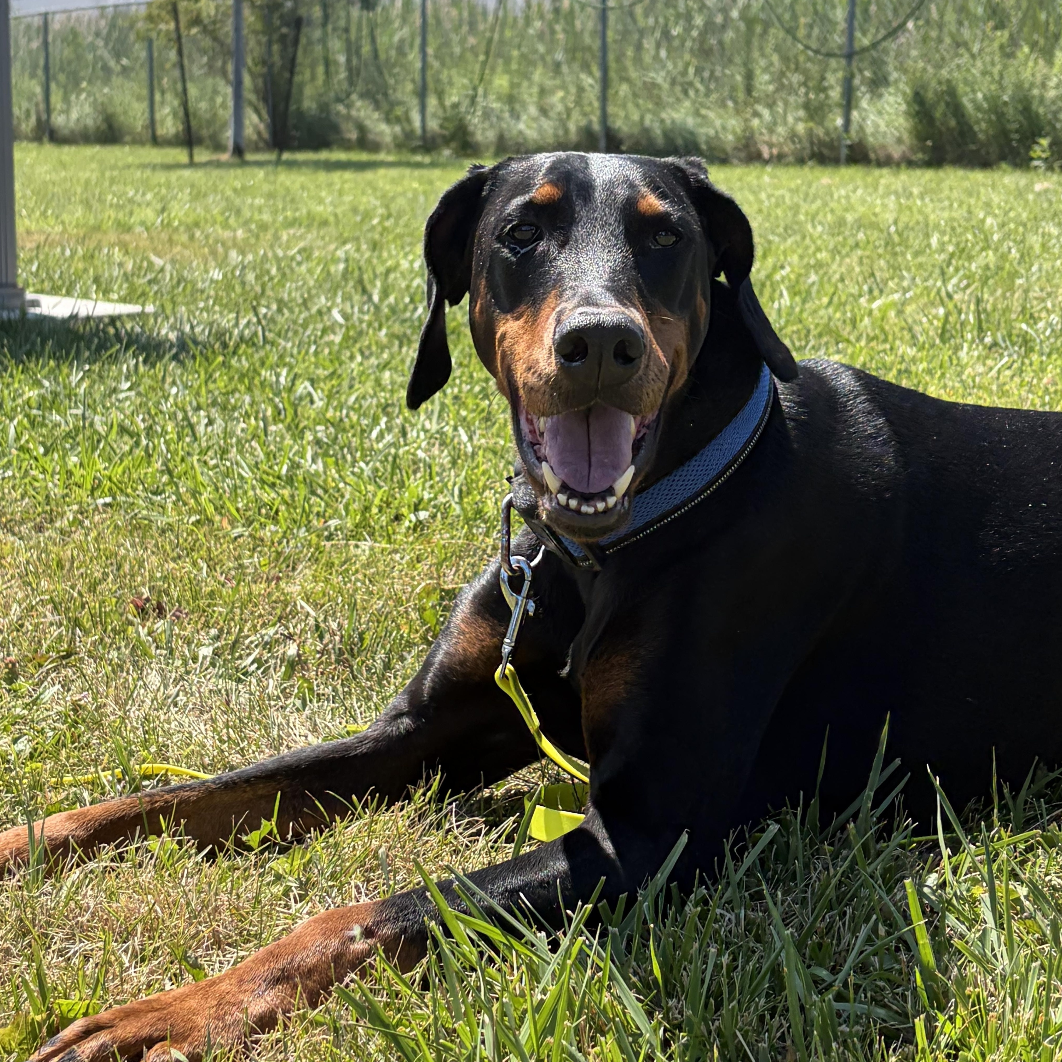 Luna, an adoptable Doberman Pinscher in Caledon, ON image 4/6