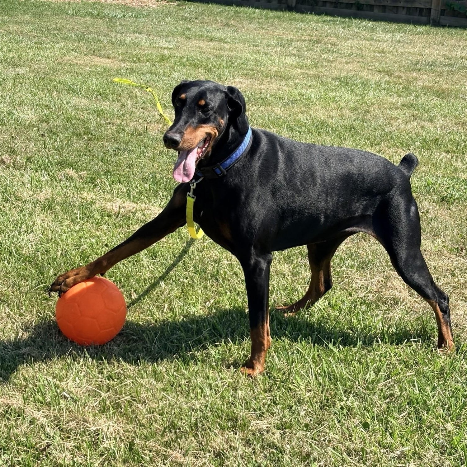 Luna, an adoptable Doberman Pinscher in Caledon, ON image 3/6