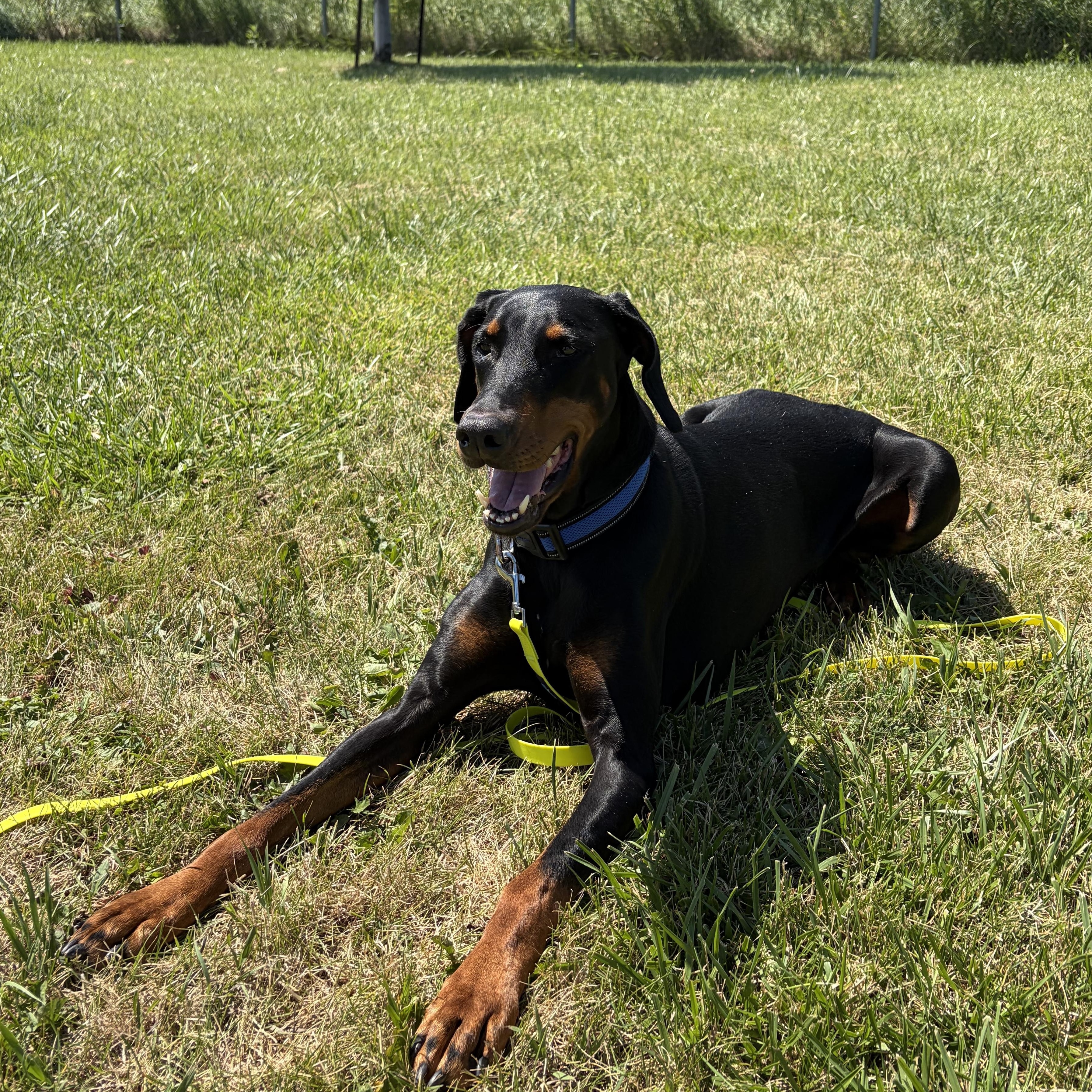 Luna, an adoptable Doberman Pinscher in Caledon, ON image 6/6