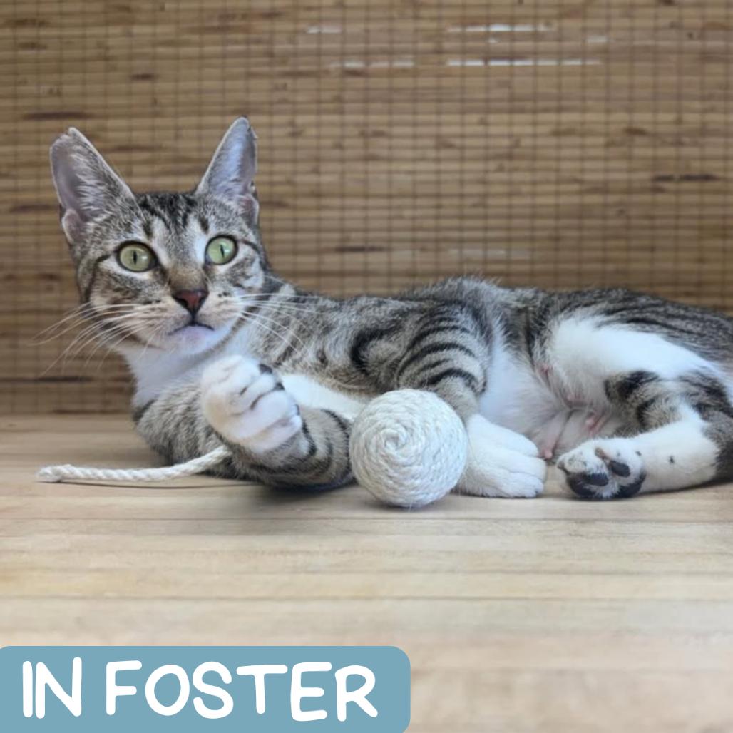 Enlarge Mama Iris Houston, a Adoptable Domestic Short Hair in Denver, CO image 3/6
