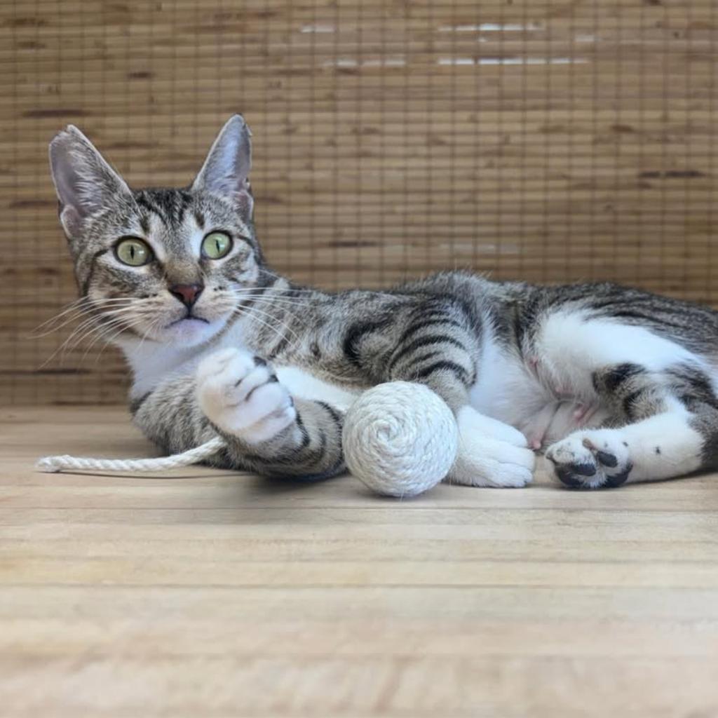 Enlarge Mama Iris Houston, a Adoptable Domestic Short Hair in Denver, CO image 4/6