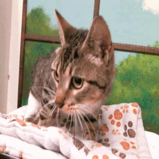 Enlarge Mama Iris Houston, a Adoptable Domestic Short Hair in Denver, CO image 6/6