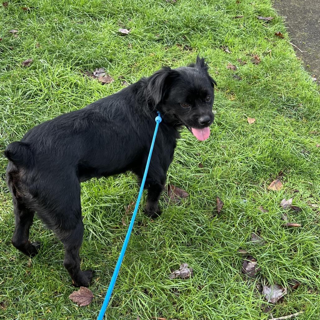 Allie, Adoptable, Adult Female Pug & French Bulldog.