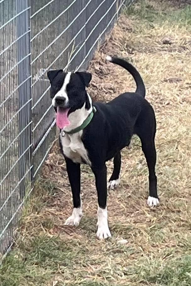 Rex, a Adoptable mixed breed in New Braunfels, TX image 1/6