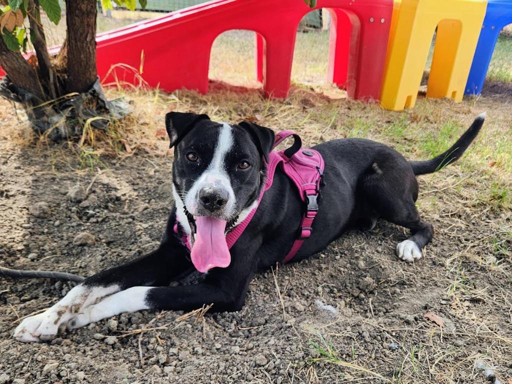 Rex, a Adoptable mixed breed in New Braunfels, TX image 2/6