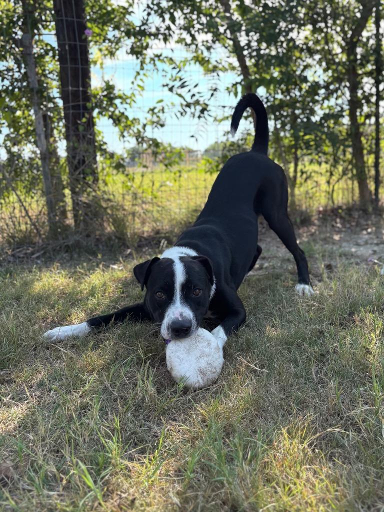 Rex, a Adoptable mixed breed in New Braunfels, TX image 3/6