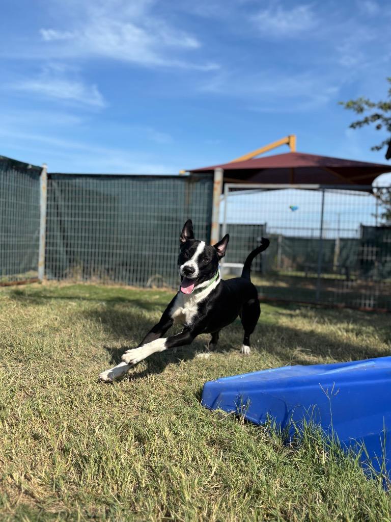 Rex, a Adoptable mixed breed in New Braunfels, TX image 4/6