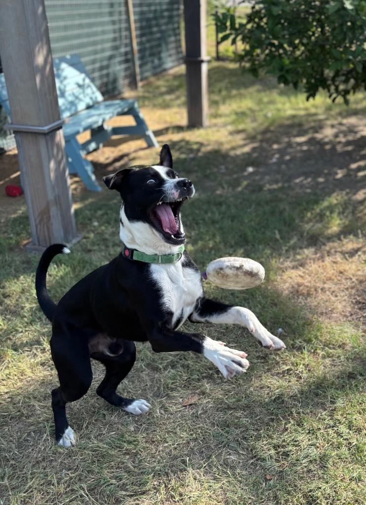 Rex, a Adoptable mixed breed in New Braunfels, TX image 5/6