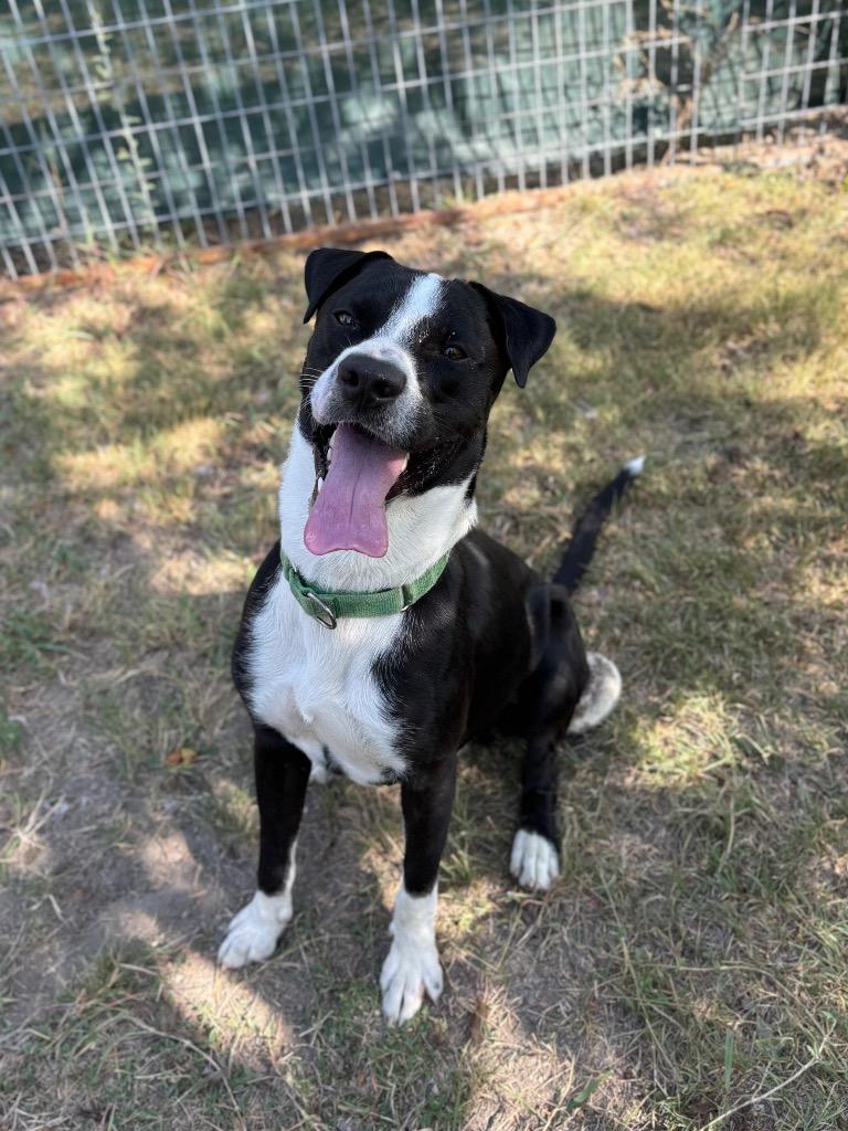 Rex, a Adoptable mixed breed in New Braunfels, TX image 6/6