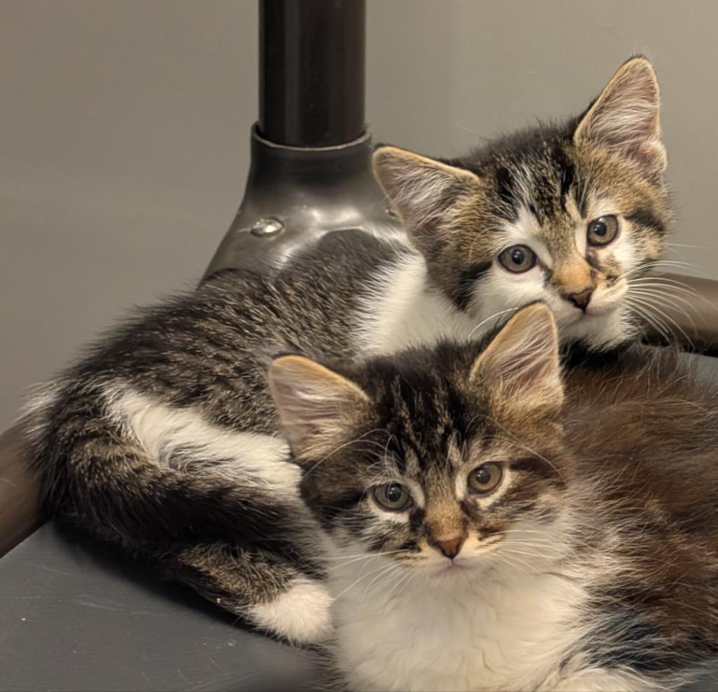 Pepper, Adoptable, Kitten Female Domestic Short Hair.