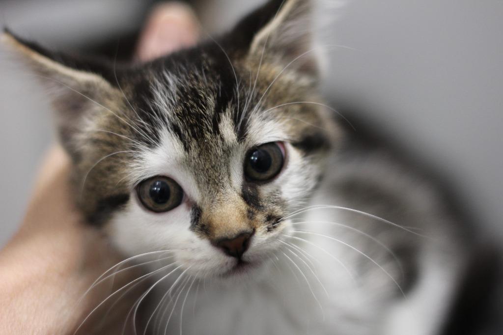 Enlarge Pepper, a Adoptable mixed breed in Rockford, IL image 2/2