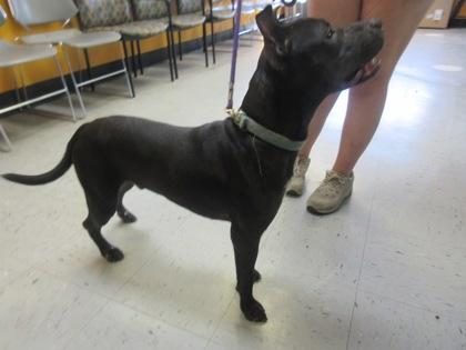 Cash, ADOPTABLE, Young Male American Staffordshire Terrier & Pit Bull Terrier.
