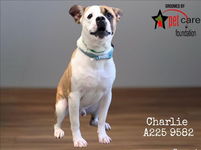 CHARLIE, Adoptable, Young Male Pit Bull Terrier.