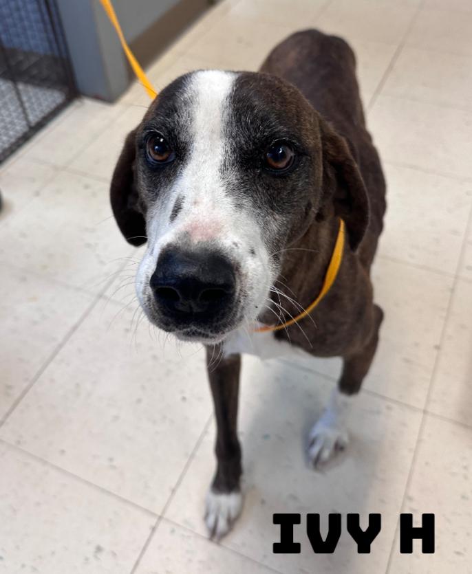 Enlarge Ivy H, a Adoptable mixed breed in Dyersburg, TN image 1/2