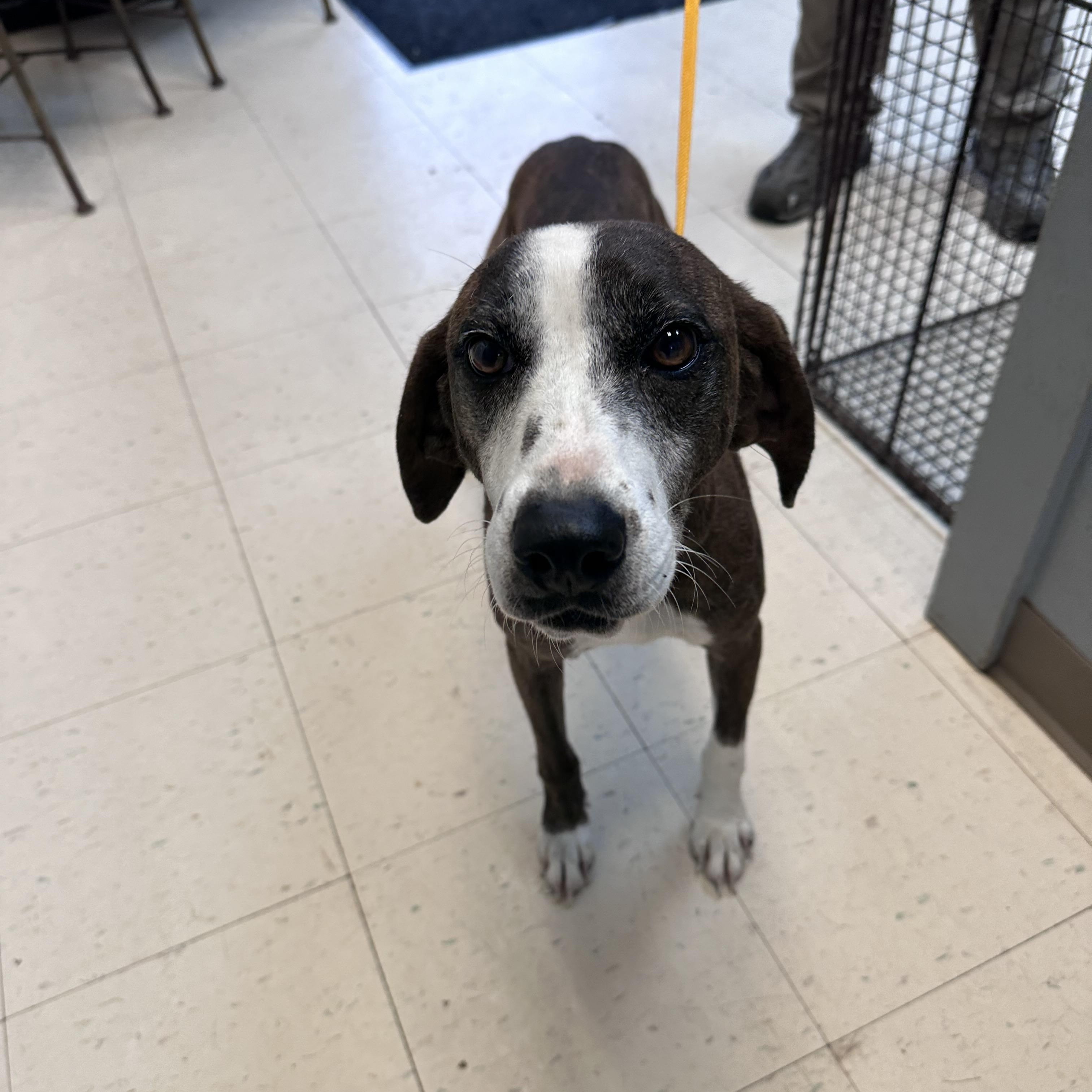 Enlarge Ivy H, a Adoptable mixed breed in Dyersburg, TN image 2/2