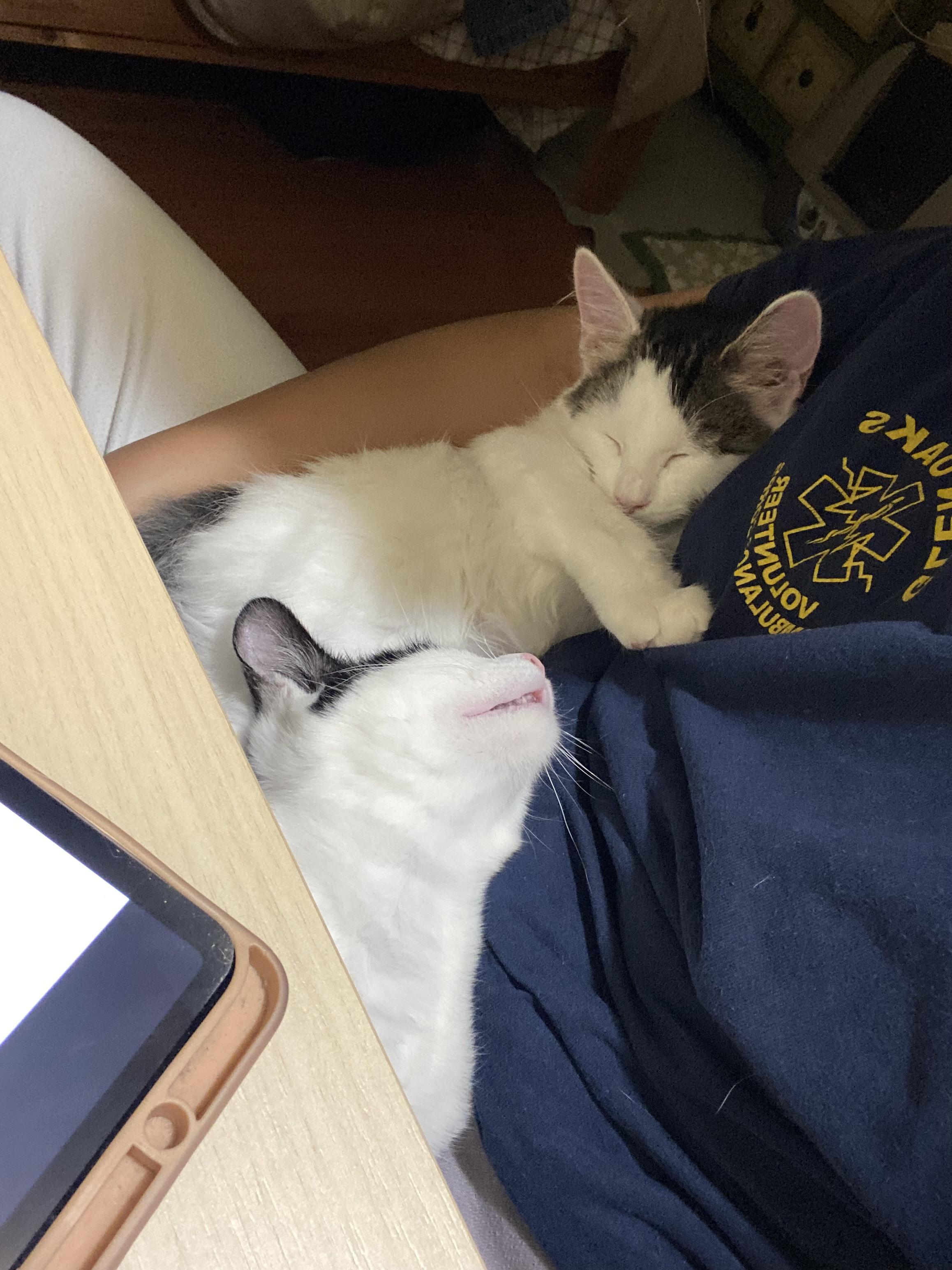 Enlarge Jade (bonded to Ishi), a Adoptable Domestic Medium Hair in Long Island City, NY image 3/5