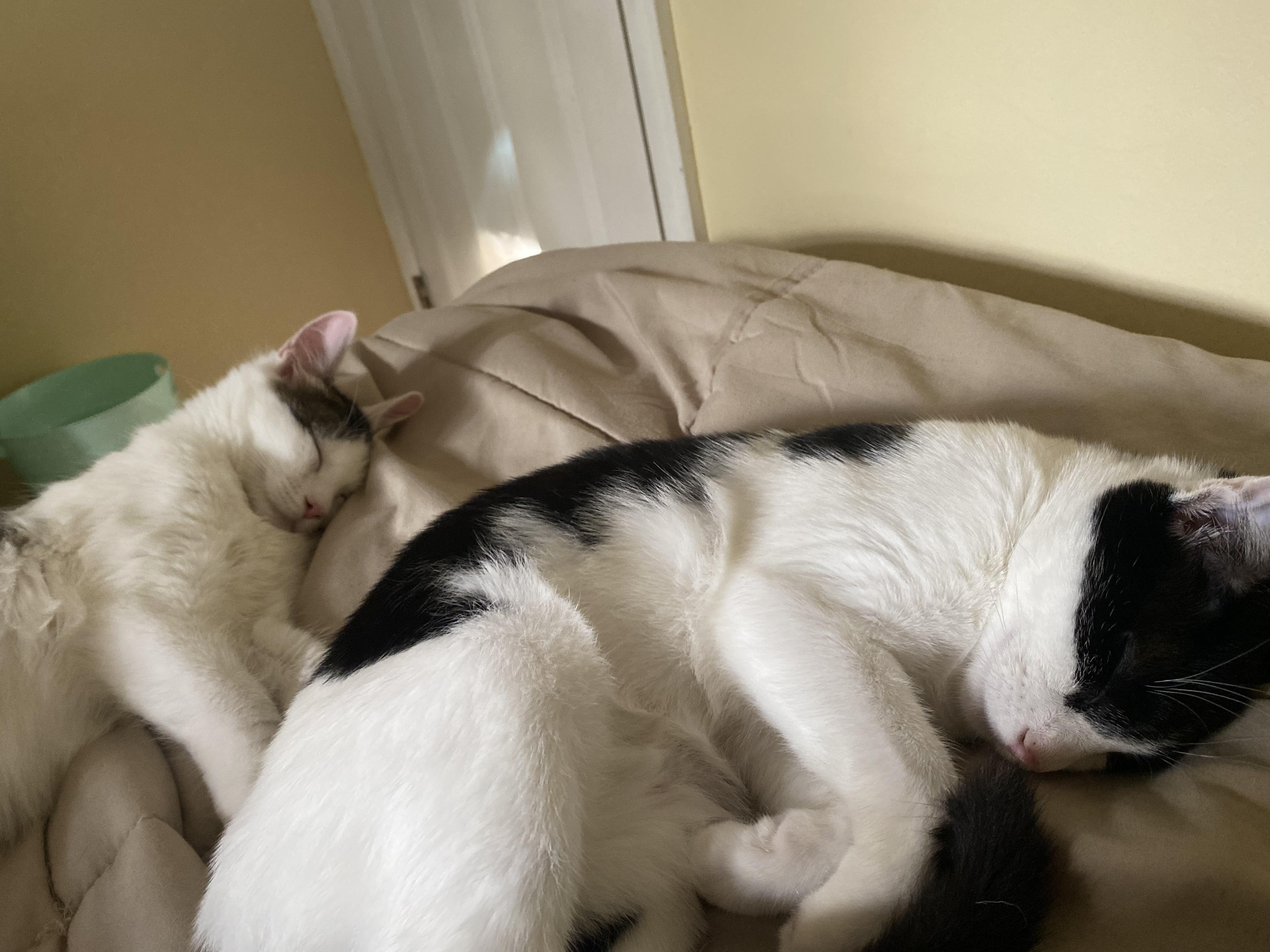 Enlarge Jade (bonded to Ishi), a Adoptable Domestic Medium Hair in Long Island City, NY image 2/5