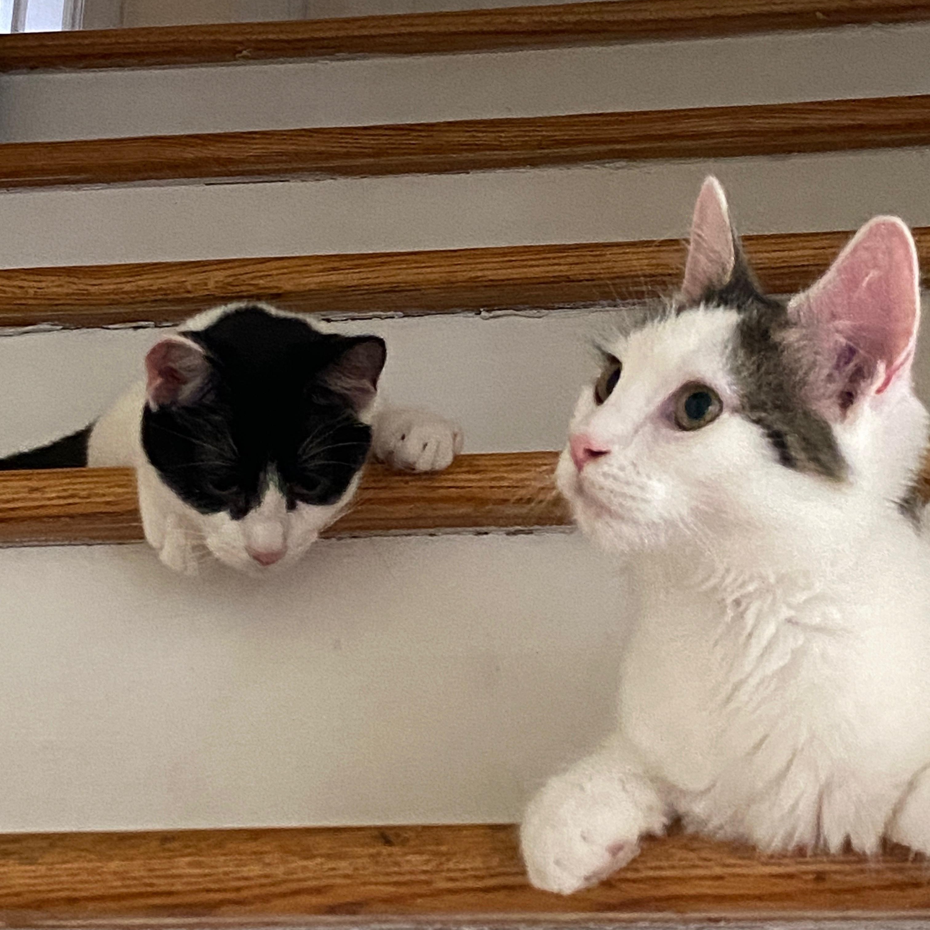 Jade (bonded to Ishi), Adoptable, Kitten Male Domestic Medium Hair.