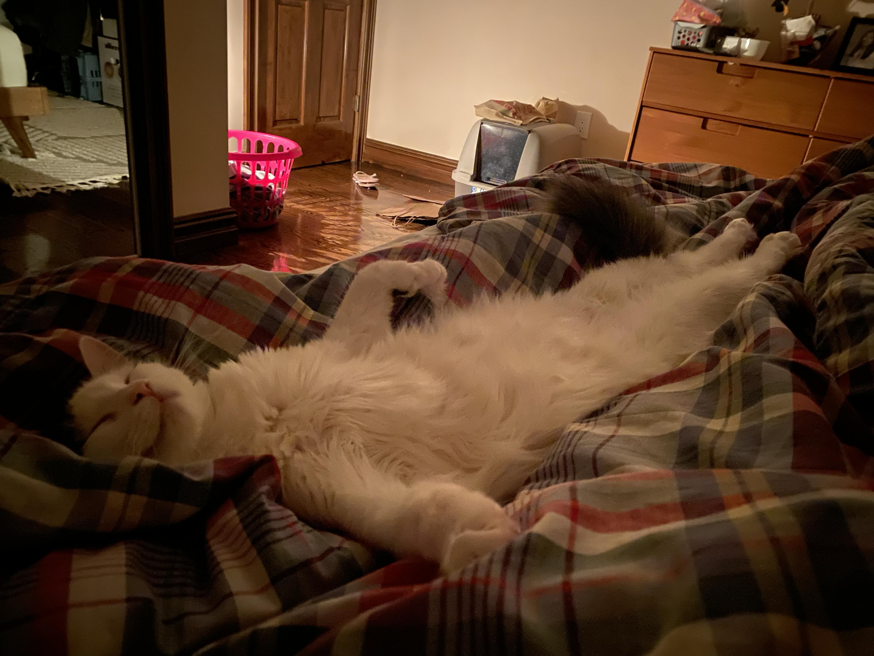 Enlarge Jade (bonded to Ishi), a Adoptable Domestic Medium Hair in Long Island City, NY image 3/6