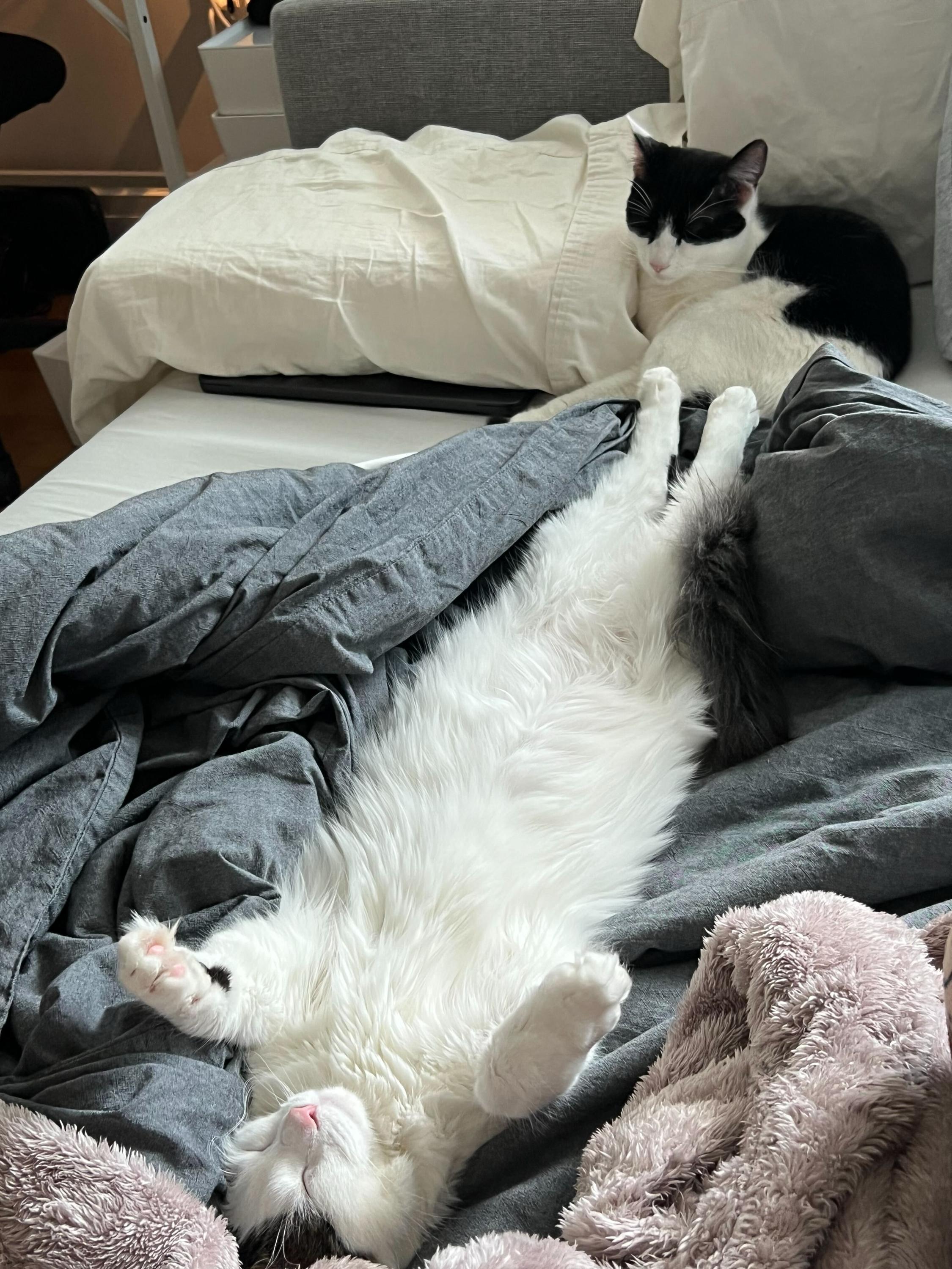 Enlarge Jade (bonded to Ishi), a Adoptable Domestic Medium Hair in Long Island City, NY image 2/6