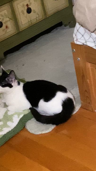 Enlarge Jade (bonded to Ishi), a Adoptable Domestic Medium Hair in Long Island City, NY video 5/5