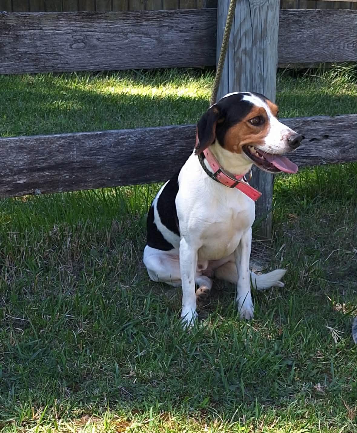 Dozer - Cat Friendly, a ADOPTABLE mixed breed in North Bay, ON image 2/5