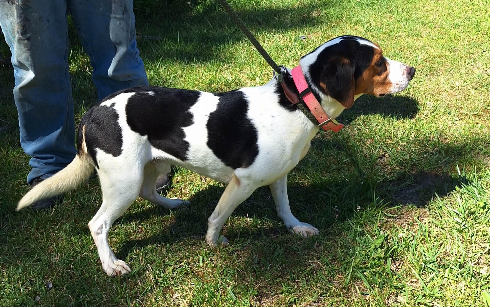 Dozer - Cat Friendly, a ADOPTABLE mixed breed in North Bay, ON image 3/5