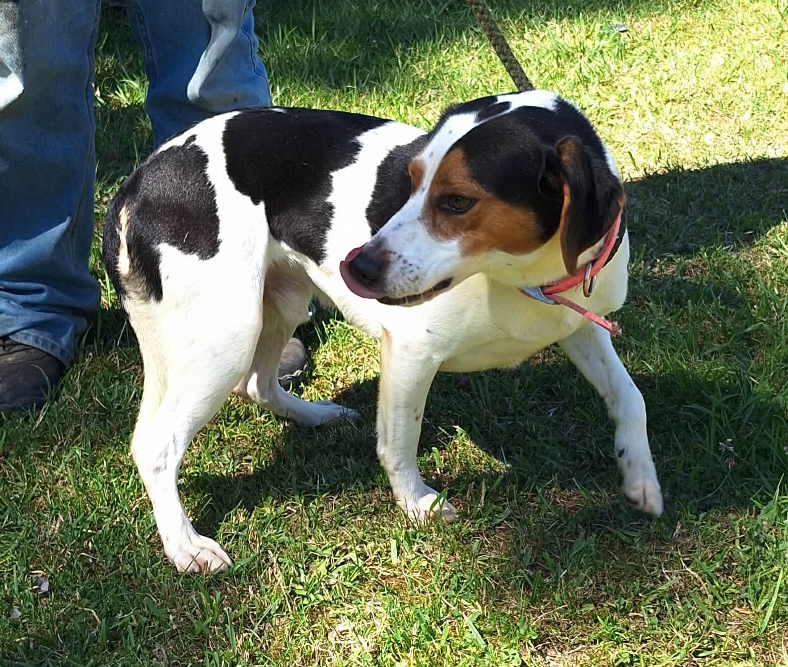 Dozer - Cat Friendly, a ADOPTABLE mixed breed in North Bay, ON image 1/5