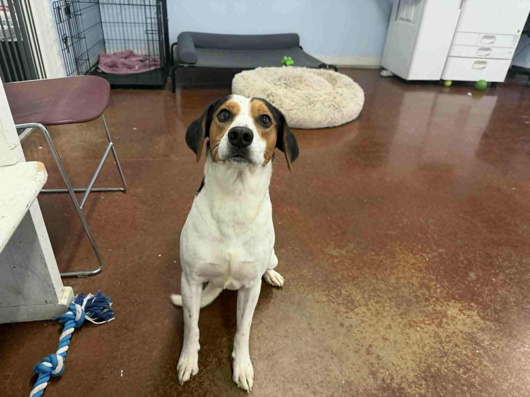 Dozer, ADOPTABLE, Young Male Treeing Walker Coonhound & American Foxhound.