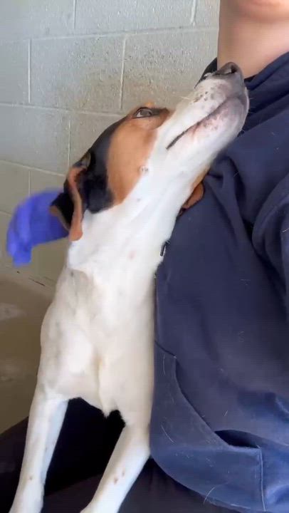 Enlarge Dozer, a ADOPTABLE mixed breed in North Bay, ON video 2/2