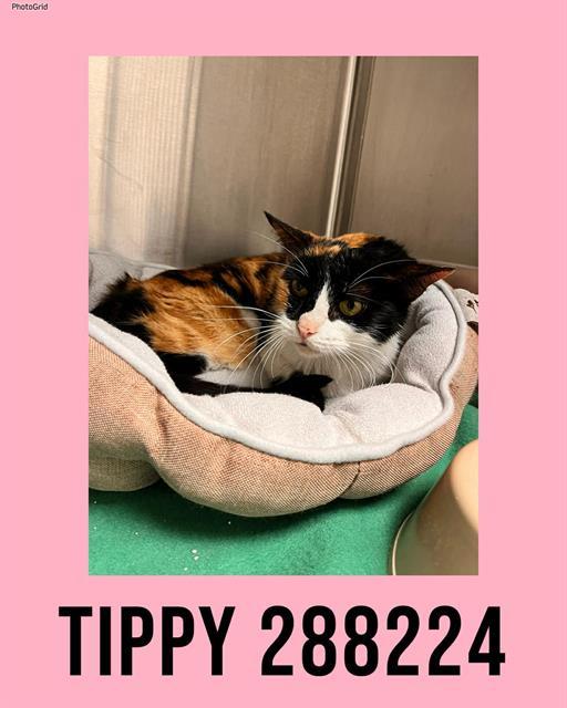 TIPPY, Adoptable, Young Female Domestic Short Hair.