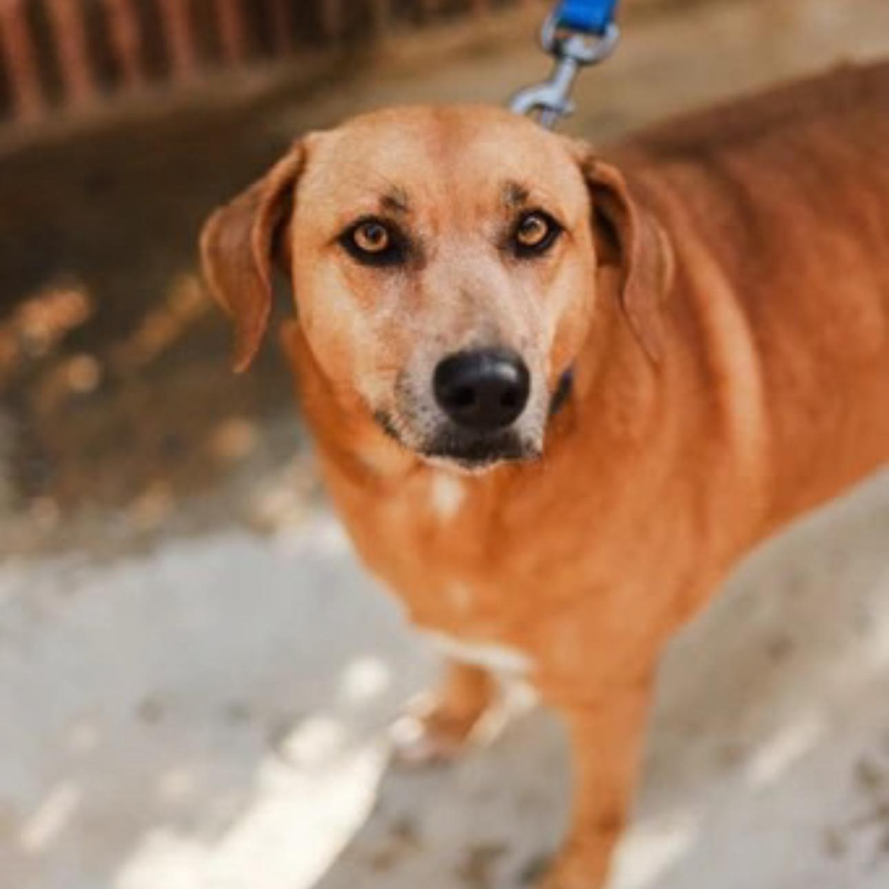 Nela, a ADOPTABLE Mixed Breed in San Juan, PR image 1/3